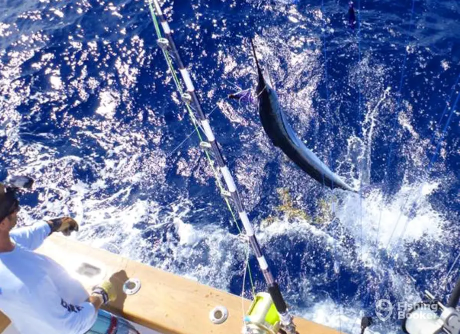 charter image 6
