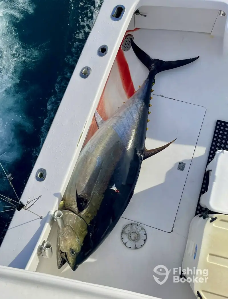 charter image 3